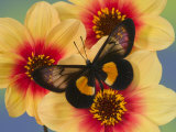 Miyana Meyeri Butterfly on Flowers