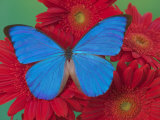 Morpho Anaxibia Butterfly on Flowers
