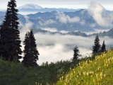 Wildflowers in the Tatoosh Wilderness  Washington Cascade Range  USA