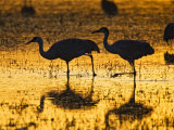 Sandhill Cranes wading  Bosque del Apache National Wildlife Refuge  Socorro  New Mexico  USA