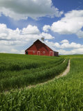 Old Red Barn and Spring Crop of Wheat  Genesee  Idaho  USA