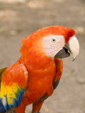 Colorful Red Macaw Bird  Copan Ruins  Honduras