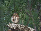 Ferruginous Pygmy-Owl  Rio Grande Valley  Texas  USA