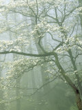 Flowering Dogwood in foggy forest  Shenandoah National Park  Virginia  USA