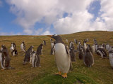 Gentoo Penguin  Beaver Island  Falkland Islands