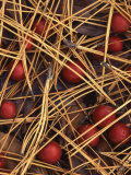 Ponderosa Pine needles and Hawthorn berries  Spokane County  Washington  USA