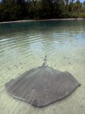 Stingrays in Shallow Lagoon  Moorea  French Polynesia  South Pacific