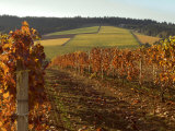 Fall Colors Over the Knudsen Vineyard  Willamette Valley  Oregon  USA