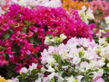 Bougainvillea Flowers  San Miguel De Allende  Guanajuato State  Mexico