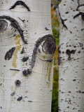 Aspen Tree Trunks  Vail  Colorado  USA