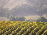 Vineyard in northern California  Sonoma  California  USA