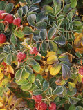 Frost covered Nootka Rose  Spokane County  Washington  USA