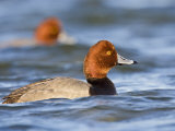 Redhead Duck Swimming on the Laguna Madre  Texas  USA