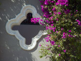 Bouganvilla Blooming  San Miguel De Allende  Guanajuato State  Mexico