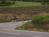 Old man rides a donkey loaded with wood  Anguiano  La Rioja  Spain