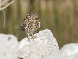 Burrowing Owl  Salton Sea Area  Imperial County  California  USA