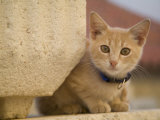 Cat on stone wall  Hvar Town  Hvar Island  Dalmatia  Croatia