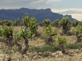 Vineyard along the San Vicente to Banos de Ebro Road  La Rioja  Spain