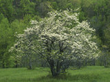 Flowering Dogwood  Blue Ridge Parkway  Virginia  USA