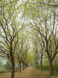 Path Through Tunnel of Trees at Monticello  Virginia  USA