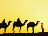 Camels and camel driver silhouetted at sunset  Thar Desert  Jodhpur  India