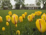 Tulips in Garden of Monticello  Virginia  USA