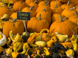 Gourds at the Moulton Farm farmstand in Meredith  New Hampshire  USA
