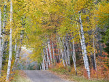 Fall Color Lines Gravel Road  Keweenaw Penninsula  Michigan  USA