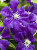 Purple Clematis in Full Bloom
