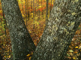 Autumn forest  Mark Twain National Forest  Missouri  USA