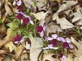 Birdfoot Violets and White Oak Leaves  Mark Twain National Forest  Missouri  USA