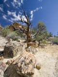 Petrified Forest State Park  Escalante  Utah  USA