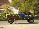 Old man driving cart with vegetables  Stari Grad town  Hvar Island  Dalmatia  Croatia