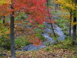 Coles Creek lined Autumn Maple Trees  Houghton  Michigan  USA