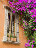 Window and Flower Pots  San Miguel De Allende  Guanajuato State  Mexico