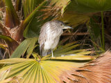 Juvenile Black-Crowned Night-Heron  Santee Lakes  San Diego  California  USA