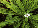 Fern and Bunchberry  Gifford Pinchot National Forest  Washington  USA