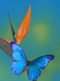 The Blue Morpho on Bird of Paradise