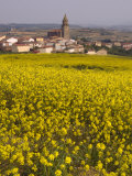 Yellow mustard flowers  Elvillar Village  La Rioja  Spain