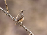 Rock Wren  Anza-Borrego Desert State Park  California  USA