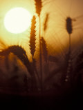 Silhouettes of Wheat Plants at Sunset