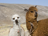 Alpacas Outside Local Home  Puno  Peru