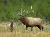 Bull Elk with Calf  Yellowstone National Park  Wyoming  USA