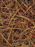 Ponderosa Pine needles and Hawthorn berries  Spokane County  Washington  USA