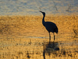 Sandhill Crane drinking in pond  Bosque del Apache National Wildlife Refuge  Socorro  New Mexico