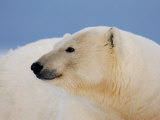 Polar Bear Profile  Arctic National Wildlife Refuge  Alaska  USA