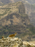 Walia Ibex and Gelada Baboon  Simen National Park  Northern Ethiopia