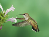 Rufous Hummingbird Feeding on Mexican Oregano  Paradise  Arizona  USA