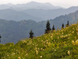 Wildflowers in the Tatoosh Wilderness  Washington Cascade Range  USA