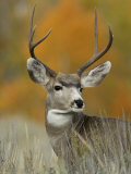 Mule Deer  Grand Teton National Park  Wyoming  USA